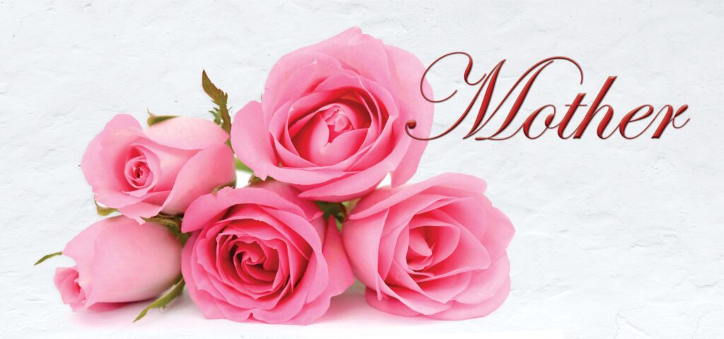 Mother Pink Rose