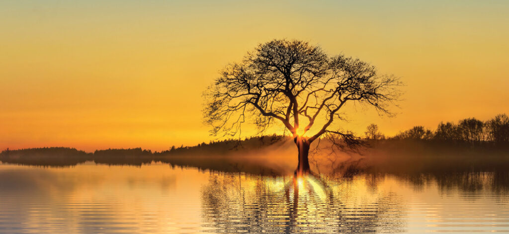 Sunset Lake with Tree
